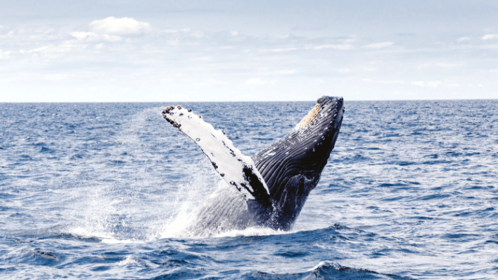 What Is a Whale in Gaming? Understanding Mobile Game Whales